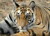 Tiger, Jungle lodge, India