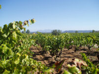 Vineyards, B&B Spain