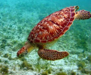 Beachfront hotel, snorkeling