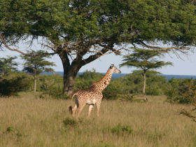 Tanzania wildlife tracking holiday