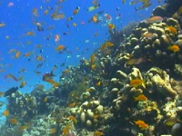 Zanzibar beach accomodation, Matemwe_fish
