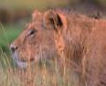 Alternative wildlife in Africa