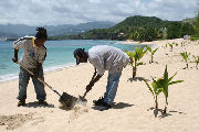 Planting trees, luxury villas in Grenada