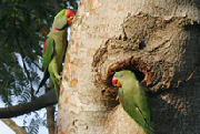 Parrots, self catering eco accommodation in Sri Lanka