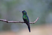 Colibri, Eco-lodge in Argentina