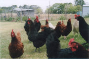 Chickens, Organic farmstay in The Oaks