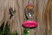 Humming bird, Eco lodge in Guatemala