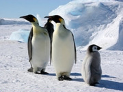 antarticawildlife.jpg