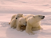 Arctic holidays & cruises, main image