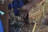 Releasing a leopard into a safe area