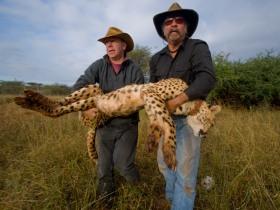 Will and Dairen with sedated cheetah checking for TB