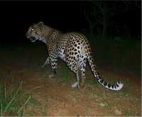 Warrior, the leopard shot by trophy hunters