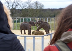 Animal welfare issues in tourism