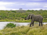 Big five safari