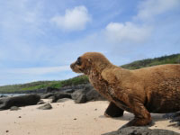 Galapagos Islands holidays