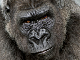 Gorilla watching holiday