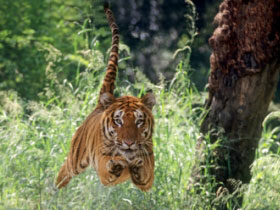 Watching wildlife the responsible way
