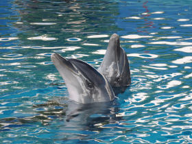 Hisaronu dolphins, Born Free Foundation