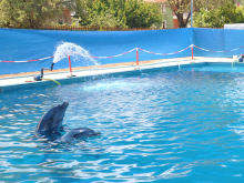 Hisaronu dolphins, Born Free Foundation