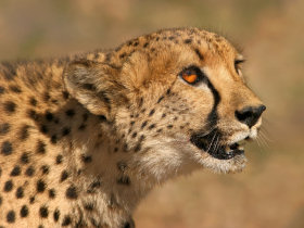 Cheetah, Wildlife tourism in Kenya