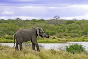 Elephant, About to go on holiday?