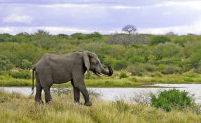 Elephant, About to go on holiday?