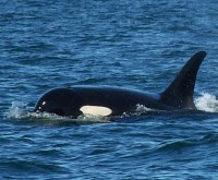 Orca, Vancouver Island