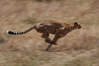 Cheetah, animal olympics
