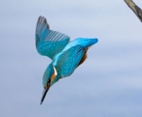 Kingfisher diving, animal Olympics