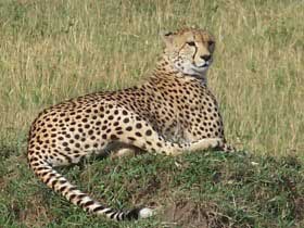 Cheetah, Looking for big cats in the Masai Mara