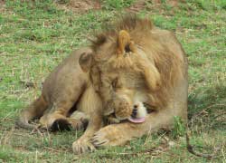 Lion, looking for big cats in the Masai Mara