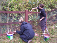 Painting the fence