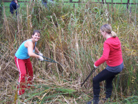Clearing the reeds