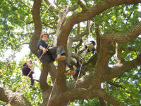 Tree climbing on the Isle of Wight