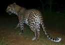 Leopard, On Track Safaris