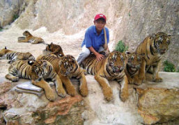 Tigers at the Tiger Temple, Thailand
