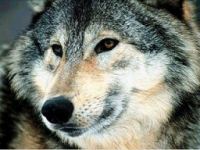 Wolf, top wildlife holidays
