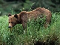 Bear, top wildlife experiences