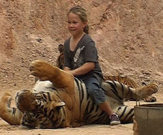 Tiger at the tiger temple, Thailand