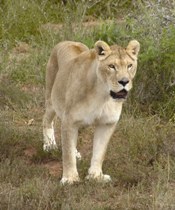 � Bongani Bavuma & Born Free Foundation  