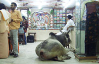 A cow in a shop on a small group holiday