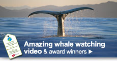 Watch a video and read about our award winners