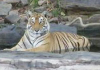 Tiger on a small group holiday