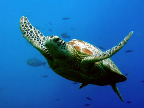 Sea turtle