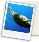 Turtles conservation in Mexico