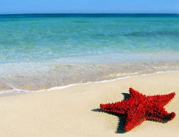 Star fish on the beach, responsible hotels of the world