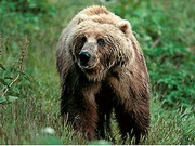 Bear watching holidays, main image