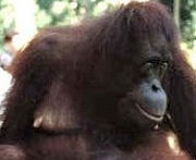 Orangutan