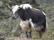 Yak