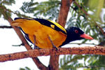 Black headed oriole, Sri Lanka birding & cultural tour